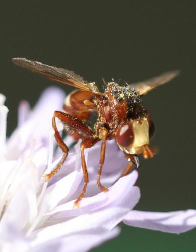 Réf. 198 851 : Sicus ferrugineus